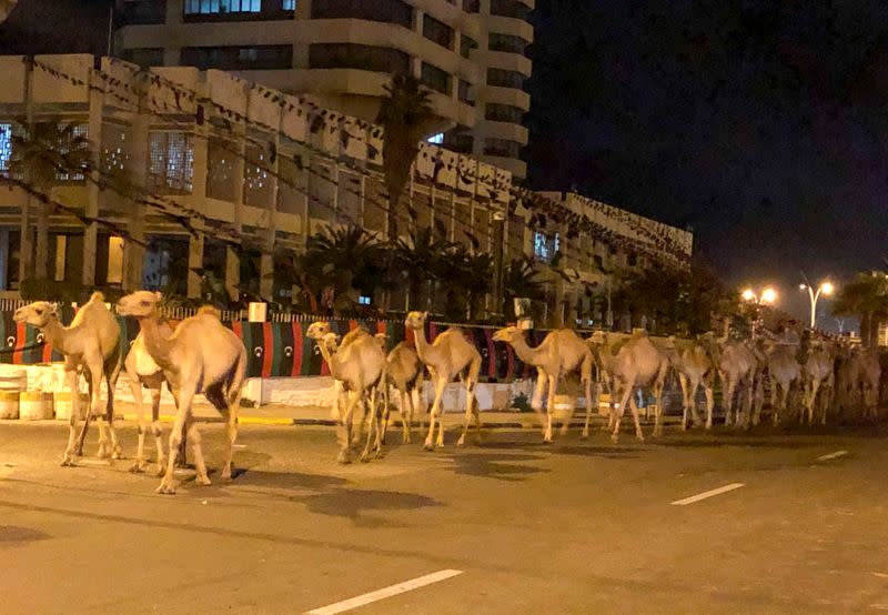 A herd of camels walk across the streets in Tripoli