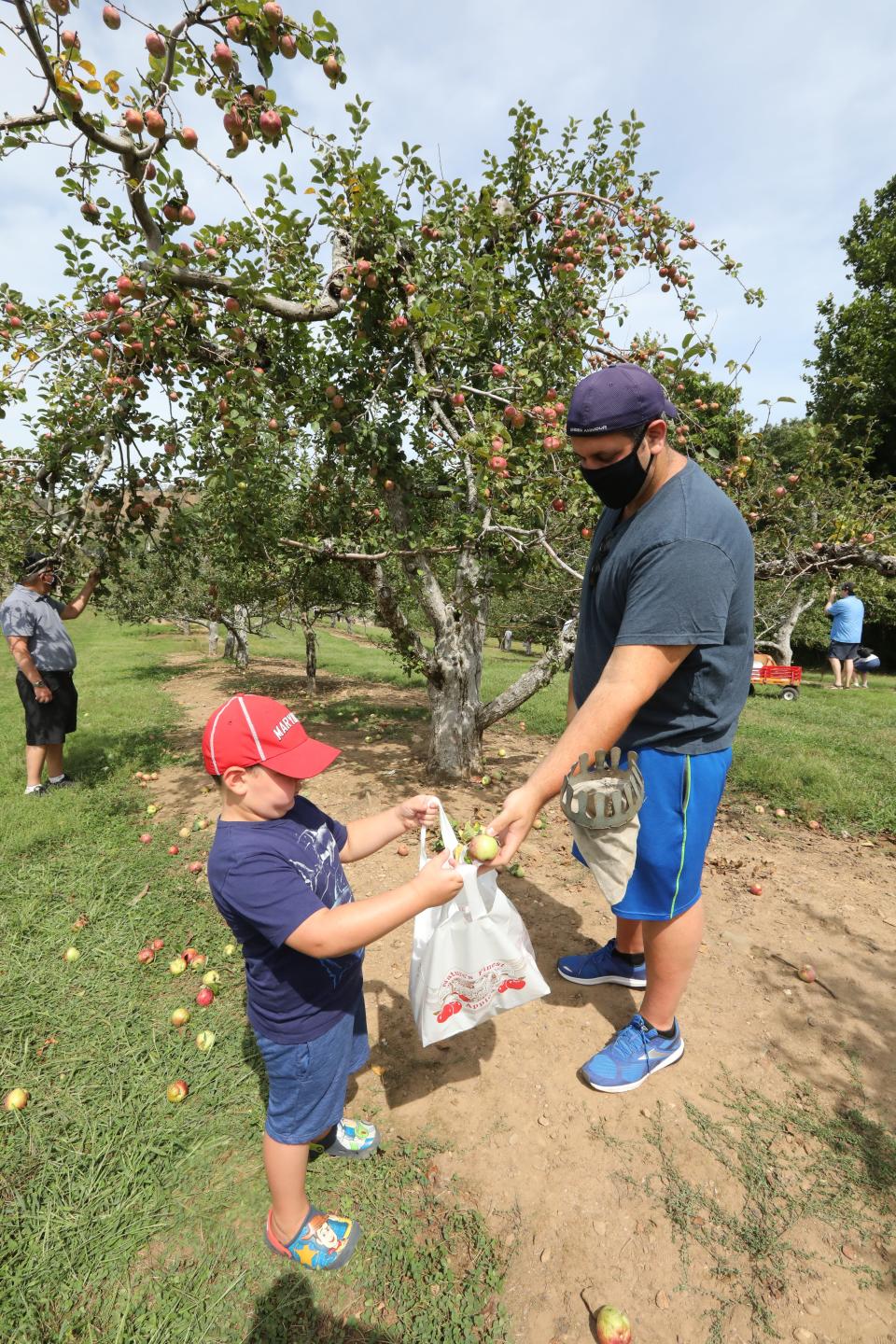 The first day of apple picking at Dr. Davies Farm in Congers Sept. 7, 2020.