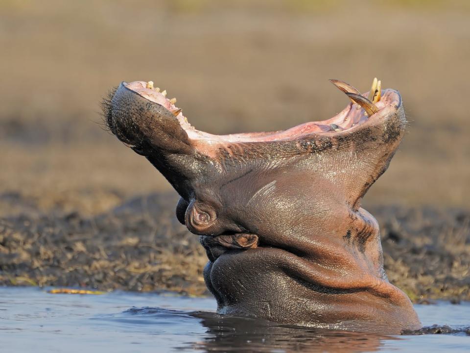 A hippo seen sideways stretches his mouth wide open.