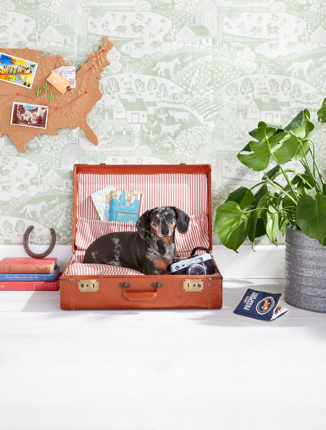 emma the dachshund in her easy pack bed with camera and passport chew toys petplaycom