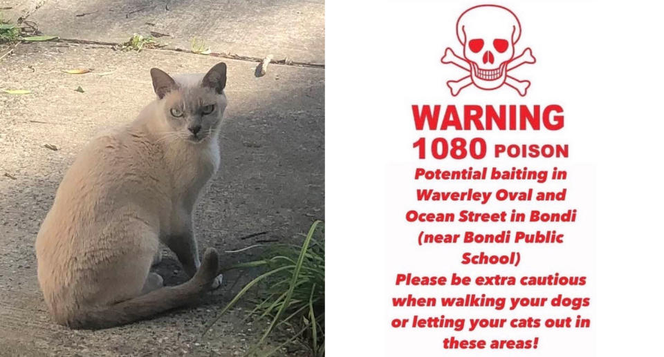 A local woman fears her Burmese cat has been targeted by baiting in the area after it went missing almost a month ago. Source: Facebook