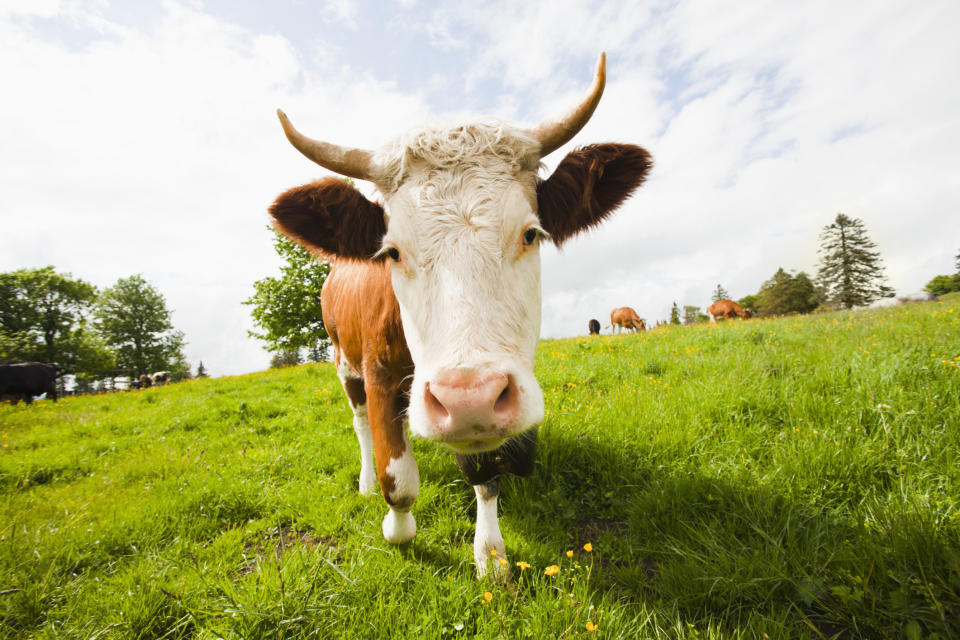 Cow standing in field