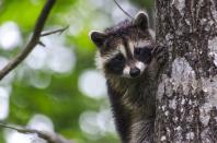 <p><strong>State Wild Animal: Raccoon</strong></p><p>While the state has an official amphibian (the Tennessee Cave Salamander) and horse (Tennessee Walking Horse) and reptile (Eastern Box Turtle), the adorable little trash panda joined the list as the official wild animal 1971. </p>