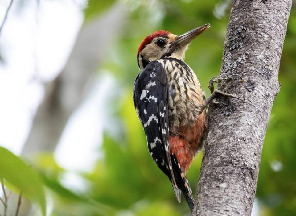 台灣特有亞種大赤啄木為珍貴稀有二級保育啄木鳥，數量稀少，現蹤武陵農場。
（圖／武陵農場提供）