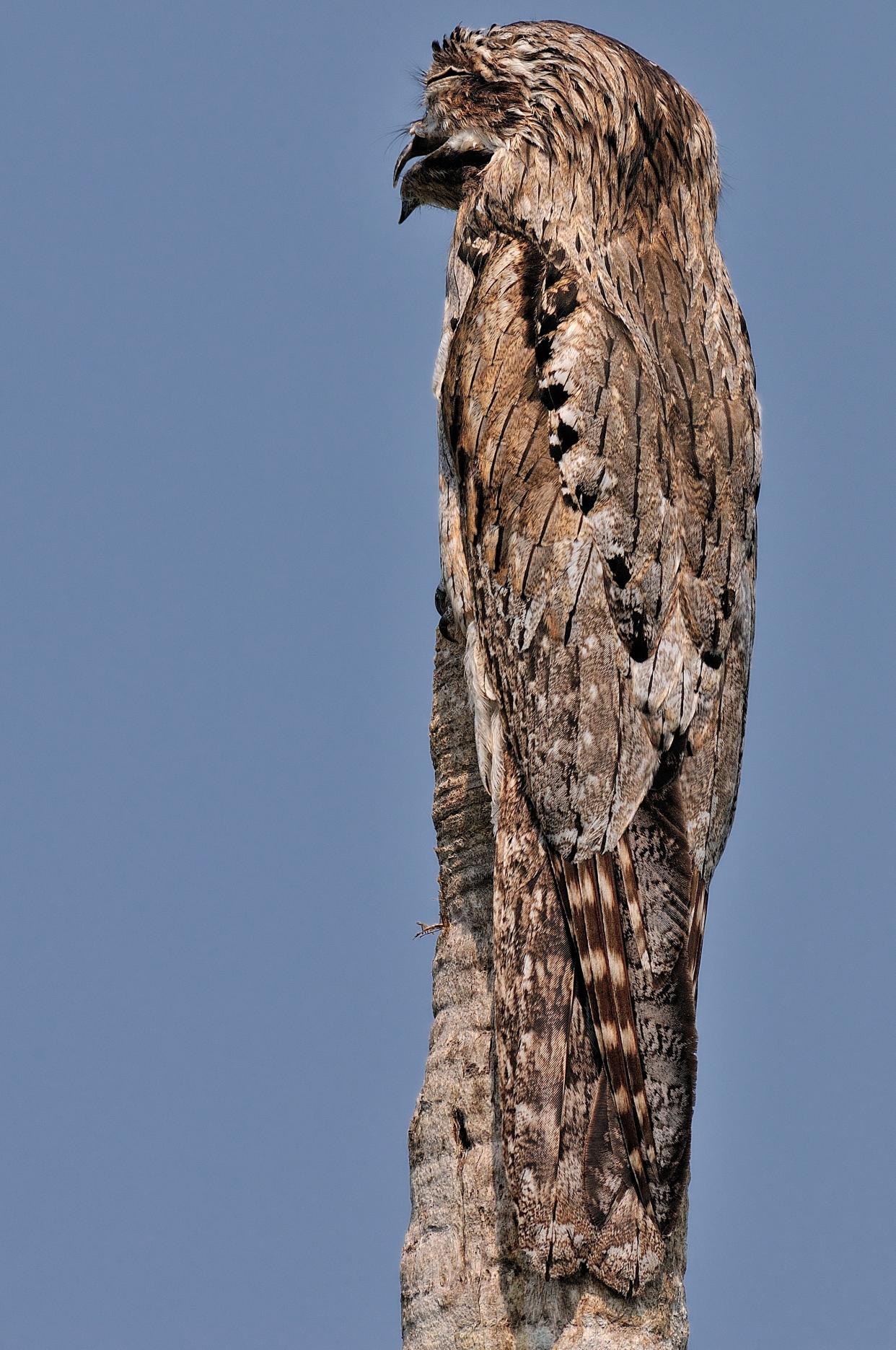 Can you spot the owl hiding in these pictures?