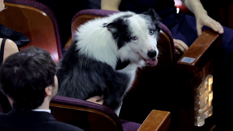 Messi the dog from 'Anatomy of a Fall' in a seat at the 2024 Oscars in Hollywood. - Kevin Winter/Getty Images