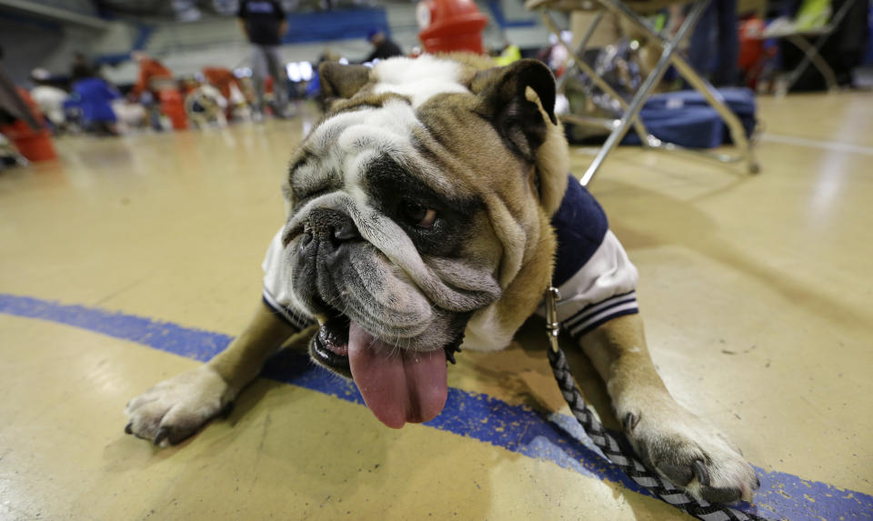 Little Buddy Boo Boo, owned by Theresa Scherer, of Lincoln, Neb., looks on during judging at the 34th annual Drake Relays Beautiful Bulldog Contest, Monday, April 22, 2013, in Des Moines, Iowa. The pageant kicks off the Drake Relays festivities at Drake University where a bulldog is the mascot. (AP Photo/Charlie Neibergall)