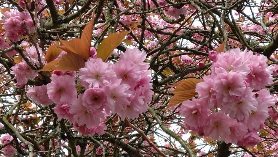 Blossom in Inverness