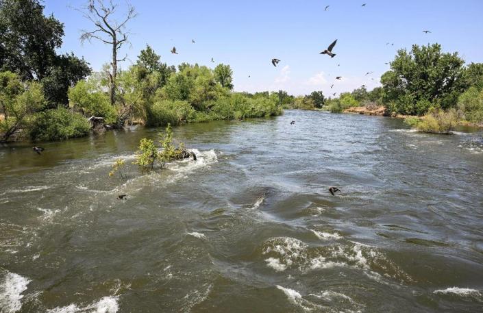 Swallows fly over the swollen Kings River near the Annadale Avenue bridge east of Sanger in eastern Fresno County on Wednesday, May 17, 2023.