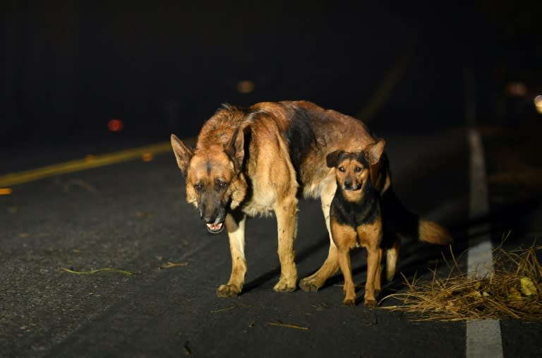 Dogs roam burned out neighborhoods as the Camp fire tears through Paradise