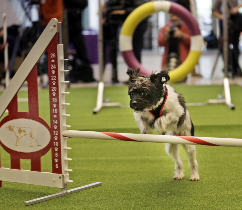 FILE - In this Jan. 15, 2014, file photo, Alfie, a poodle mix, approaches a hurdle as he demonstrates his mastery of an agility test during a news conference in New York. For the first time ever, the Westminster Dog Show will include an agility competition, open to mixed breeds as well as purebred dogs. “I’m representing everybody who just sits on their couch with their dog,” said Alfie's owner Irene Palmerini, of Toms River, N.J. “He’s just our pet.” (AP Photo/Seth Wenig, File)