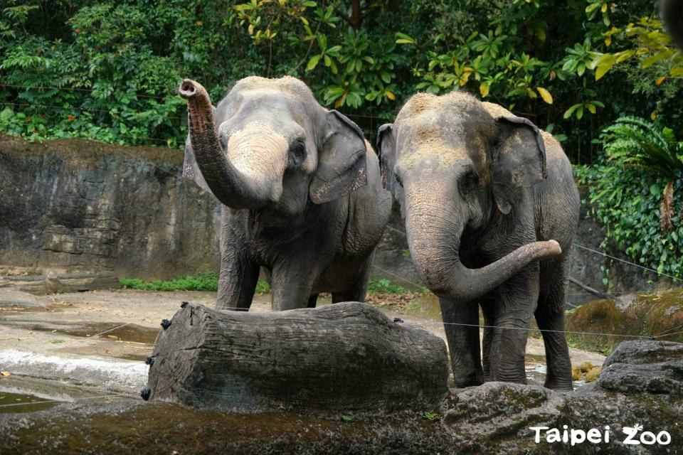 亞洲象友愷（左）與友信（右）。（台北市立動物園提供）