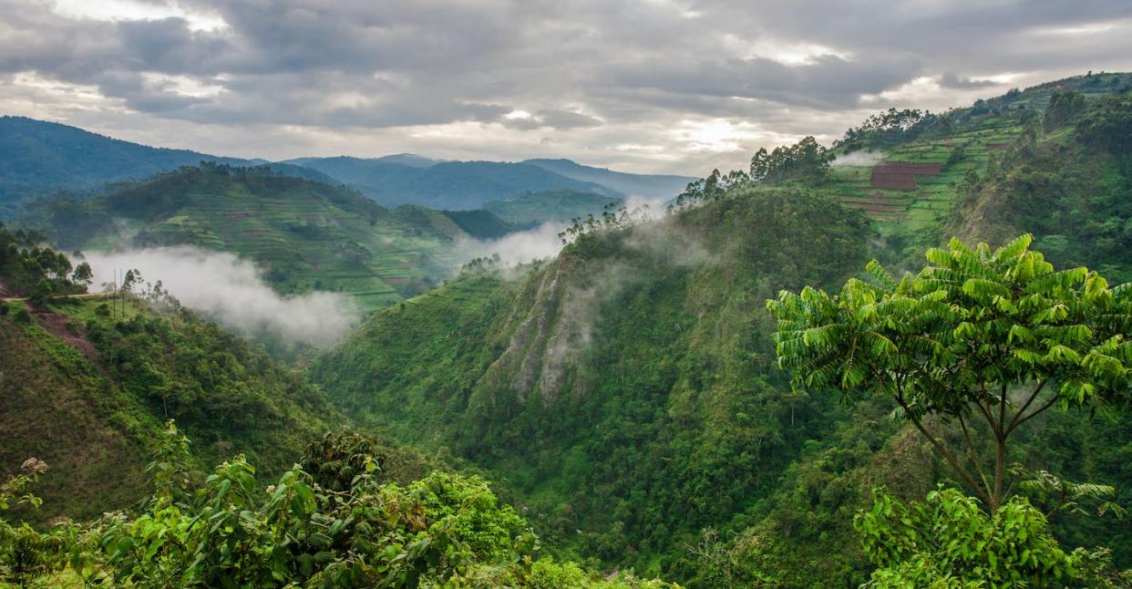 Les forêts du bassin du Congo, ici celle de Bwindi, sont aujourd'hui celles qui séquestrent le plus de carbone, mais également celles qui subissent la plus rapide déforestation. <a href="https://www.shutterstock.com/fr/image-photo/landscape-southwestern-uganda-bwindi-impenetrable-forest-1281443353" rel="nofollow noopener" target="_blank" data-ylk="slk:Travel Stock/Shutterstock;elm:context_link;itc:0;sec:content-canvas" class="link ">Travel Stock/Shutterstock</a>