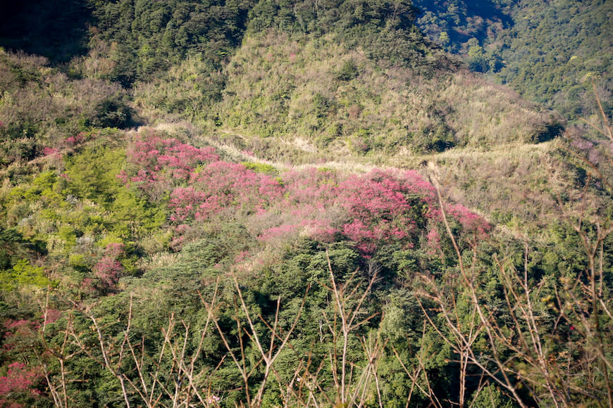 三峽大熊櫻花林