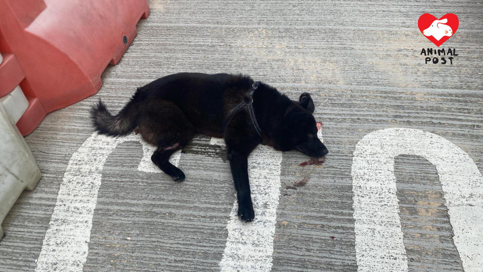 11個月大的唐狗「唐唐」今早在西沙公路慘被車撞死。