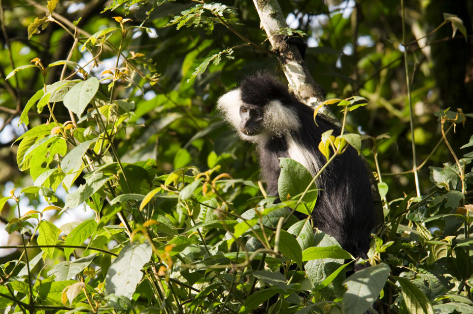 Rwanda's rain forests are home to the black and white colobus monkey - Credit: This content is subject to copyright./Ariadne Van Zandbergen