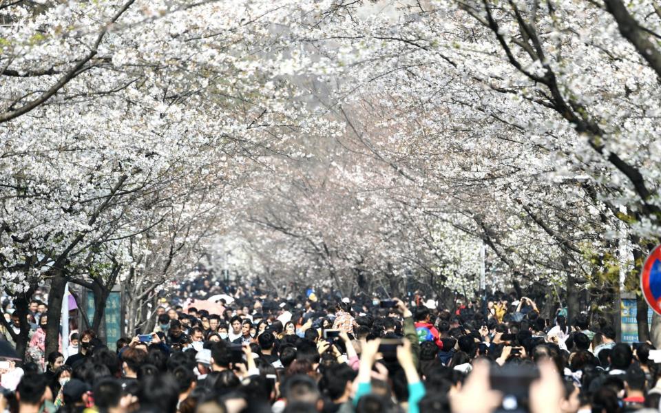 Tourists fill the road to admire the cherry blossom near Jiming Temple in Nanjing, east China - FEATURECHINA / Avalon