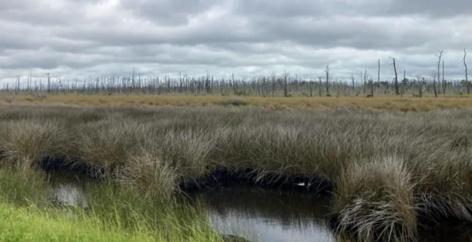 An inshore forest between the communities of Stacy and Davis on the Down East peninsula might normally be green in the summer. In July, they were ghosts.