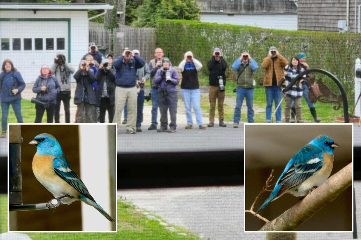 A lazuli bunting, known for living on the West Coast, visited the bird feeder at Meigan Madden Rocco's Flanders, Long Island home to the pleasant surprise of bird lovers near and far.
