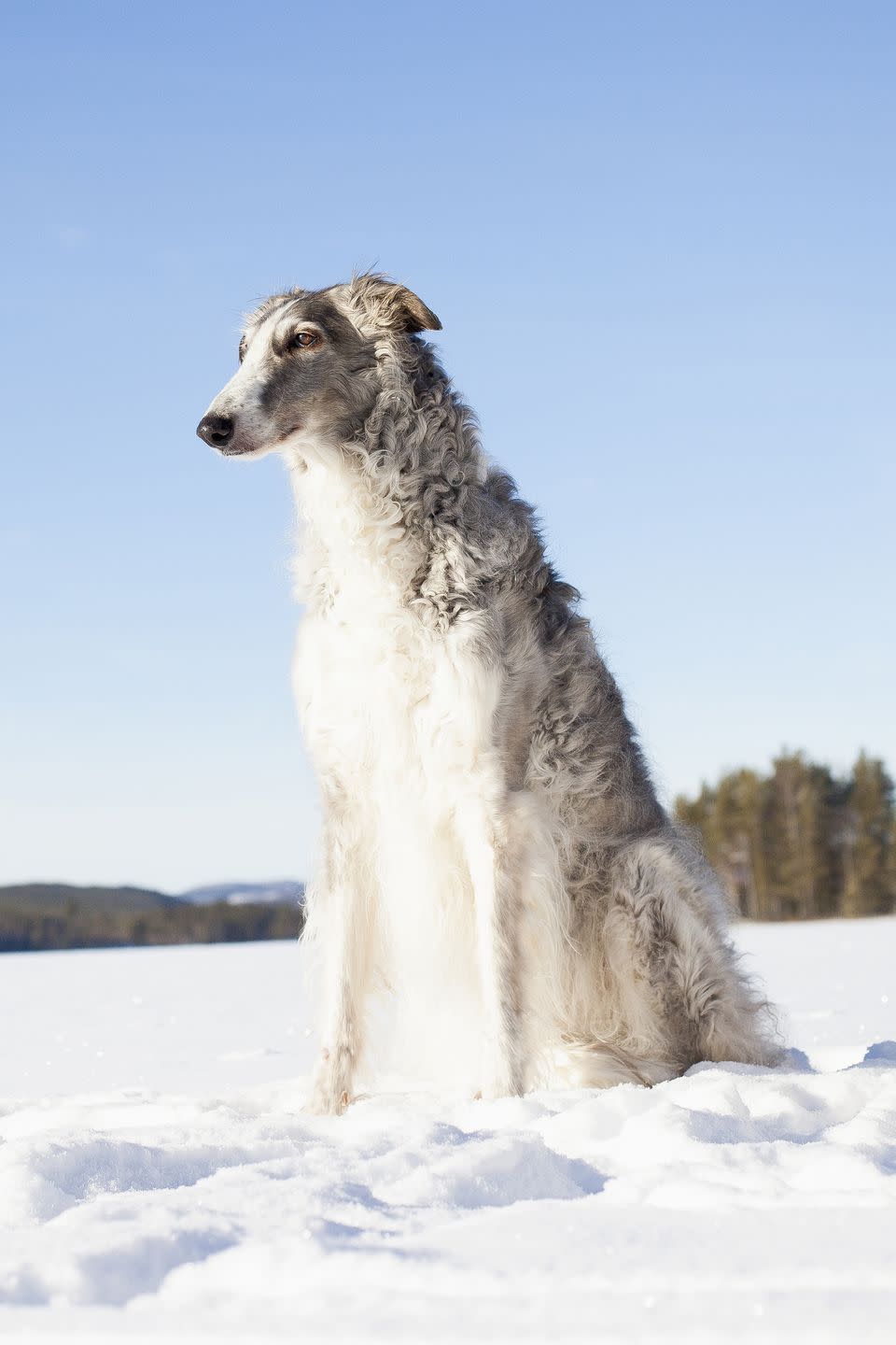 6) Borzoi