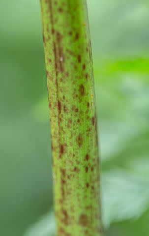 <p>dlinca / Getty Images</p> The stem of poison hemlock has purple blotches