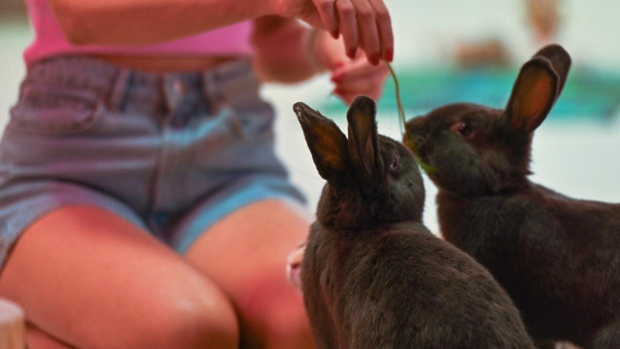  Rabbit eating greens. 