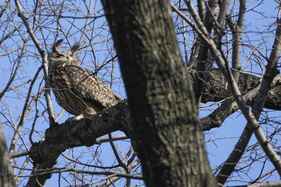 FILE - A Eurasian eagle-owl named Flaco sits in a tree in Central Park in New York, Monday, Feb. 6, 2023. The conservationist group known as NYC Audubon has changed its name to NYC Bird Alliance to distance itself from the pro-slavery views of ornithologist and illustrator John James Audubon, the organization announced. The name change, which was formalized by a June 5, 2024, membership vote, follows similar moves by Audubon Society chapters in Chicago, Seattle, Portland, Oregon and other cities. (AP Photo/Seth Wenig, File)