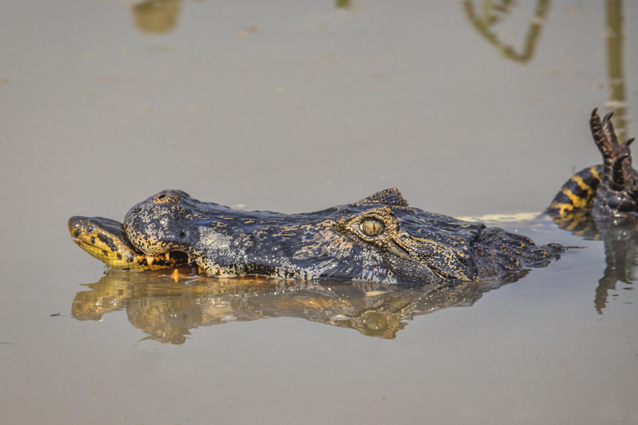 The crocodile was reportedly killed in the fight (Picture: SWNS)