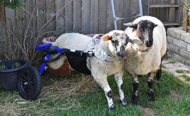 Winnie and Roo in Pakefield. See SWNS story SWLNsheep. A sheep whose two back legs stopped working shortly after birth has been gifted her very own wheelchair. For a number of years a flock of Suffolk Rams have roamed the yard outside Pakefield Church in Lowestoft, Norfolk. Roo and Winnie, two new March-born spring lambs, were set to become the latest addition to the flock. But a week after she was born, Winnie's back legs stopped working.
