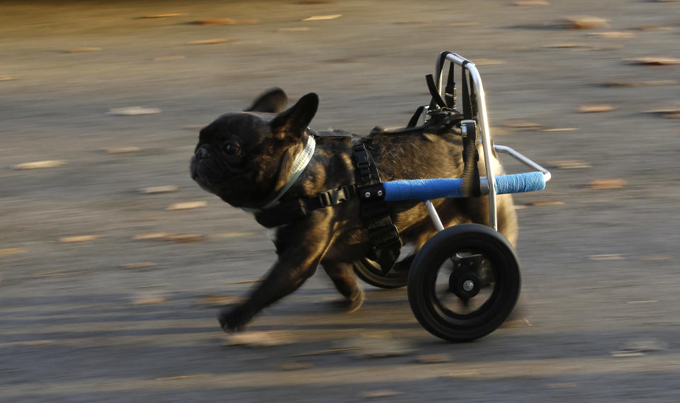 Four-year old Billy, whose hind legs are paralyzed since birth, ran for the first time on Nov. 9 with the aid of the roll car. 'Rehatechnik fuer Tiere' (medical engineering for animals) owner Marco van den Boom, custom builds a range of roll cars for disabled or infirm dogs and animals, to help aid their mobility or paralysis needs (Reuters)