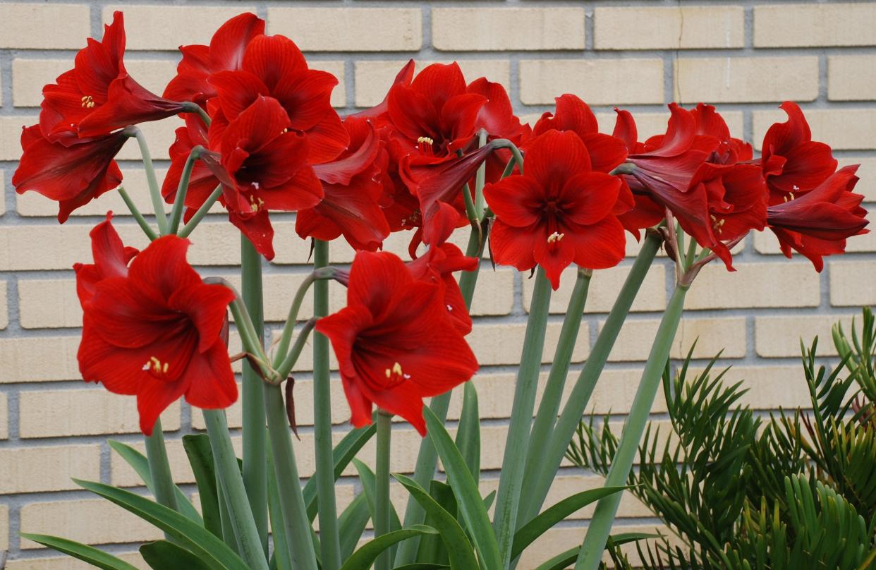 Amaryllis can provide a splash of color in your landscape.