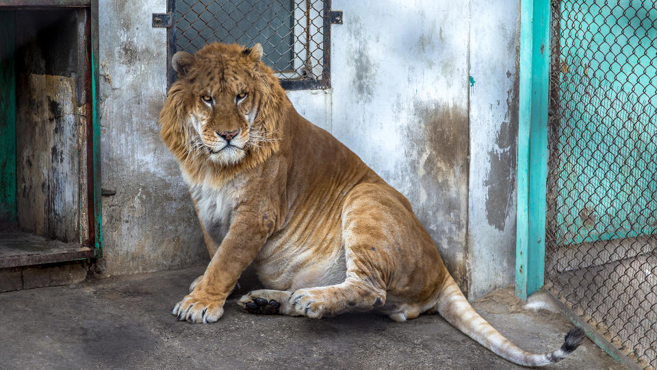 A Liger in the Siberian Tiger Park, Harbin, China. The Liger is the hybrid of a male lion and a female tiger, and there is only a 0.1% chance that such a baby is born.