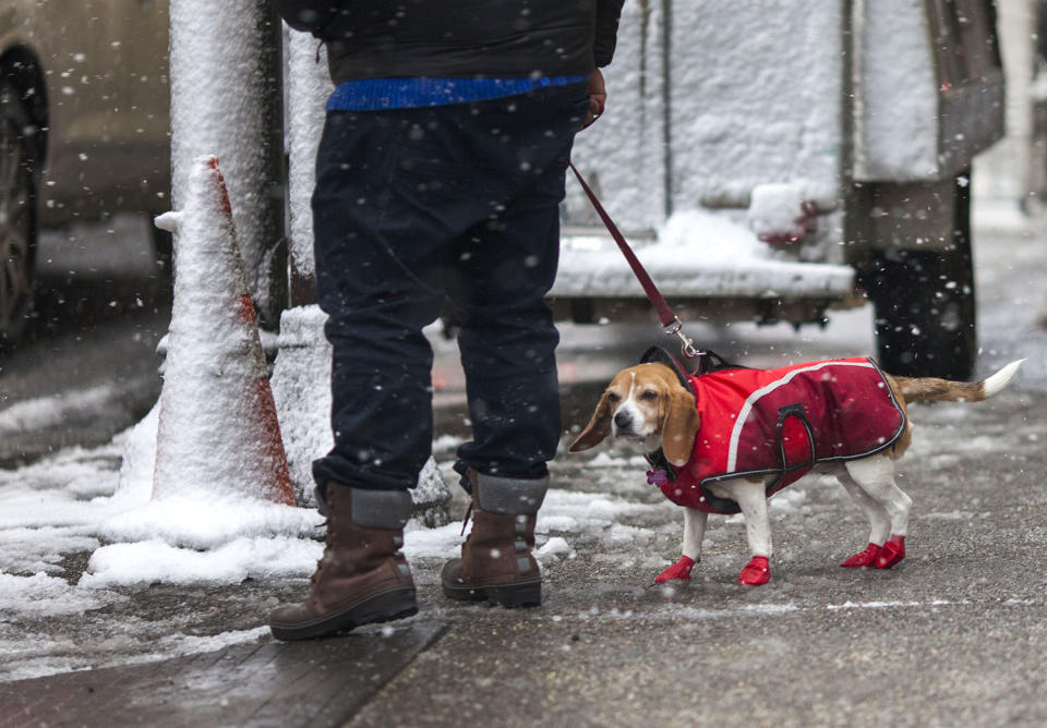 <p>A man walks his dog during a winter storm, Feb. 9, 2017, in Philadelphia. A powerful, fast-moving storm swept through the northeastern U.S. Thursday, making for a slippery morning commute and leaving some residents bracing for blizzard conditions. (Photo: Jessica Kourkounis/Getty Images) </p>