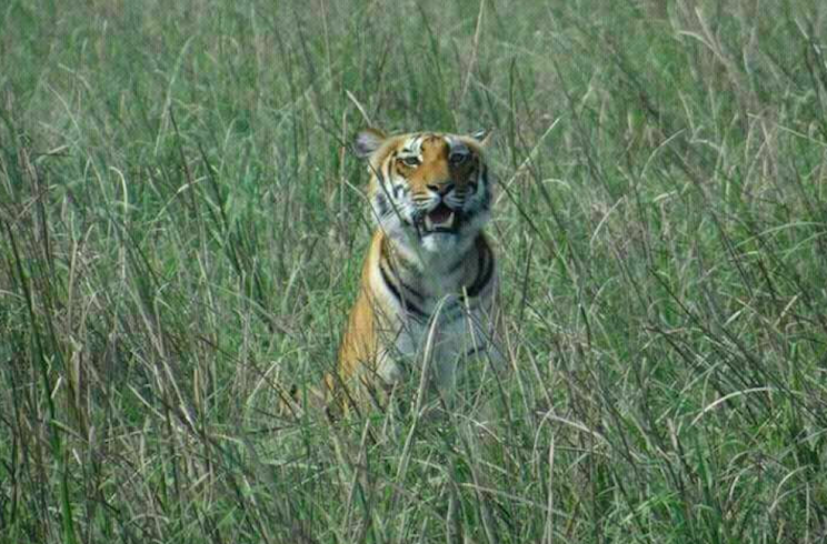 The tiger had been prowling local villages for food (SWNS)