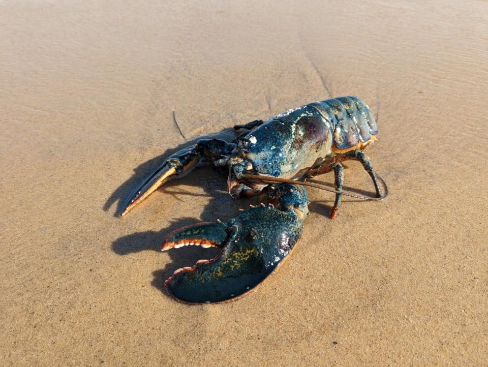 While visiting Cape Cod for a Thanksgiving vacation, the Butterbaugh family of Pittsburgh, Pennsylvania, found this blue lobster on an ocean-facing beach in Truro. Eric Butterbaugh estimated it to weigh at least 10 pounds and to measure at least two feet.