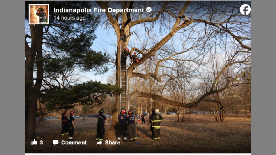 Teenager Gets Stuck in Tree Rescuing a Cat