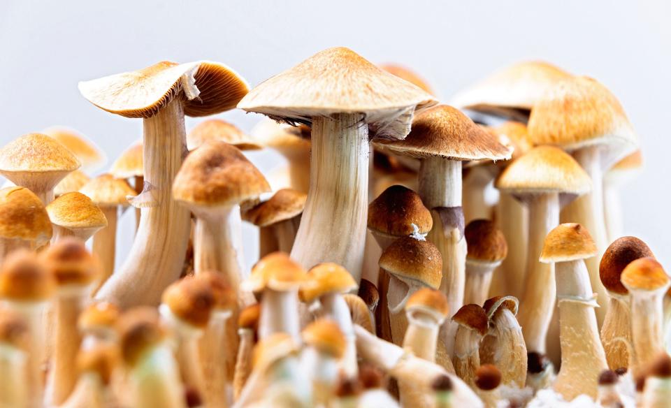 Psilocybin mushrooms, also called hallucinogenic mushrooms or magic mushrooms.