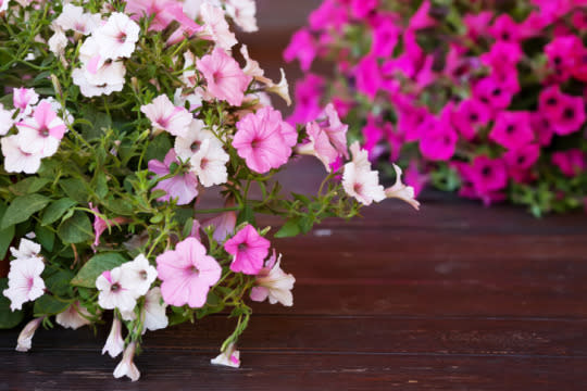 Plant cold-tolerant annuals