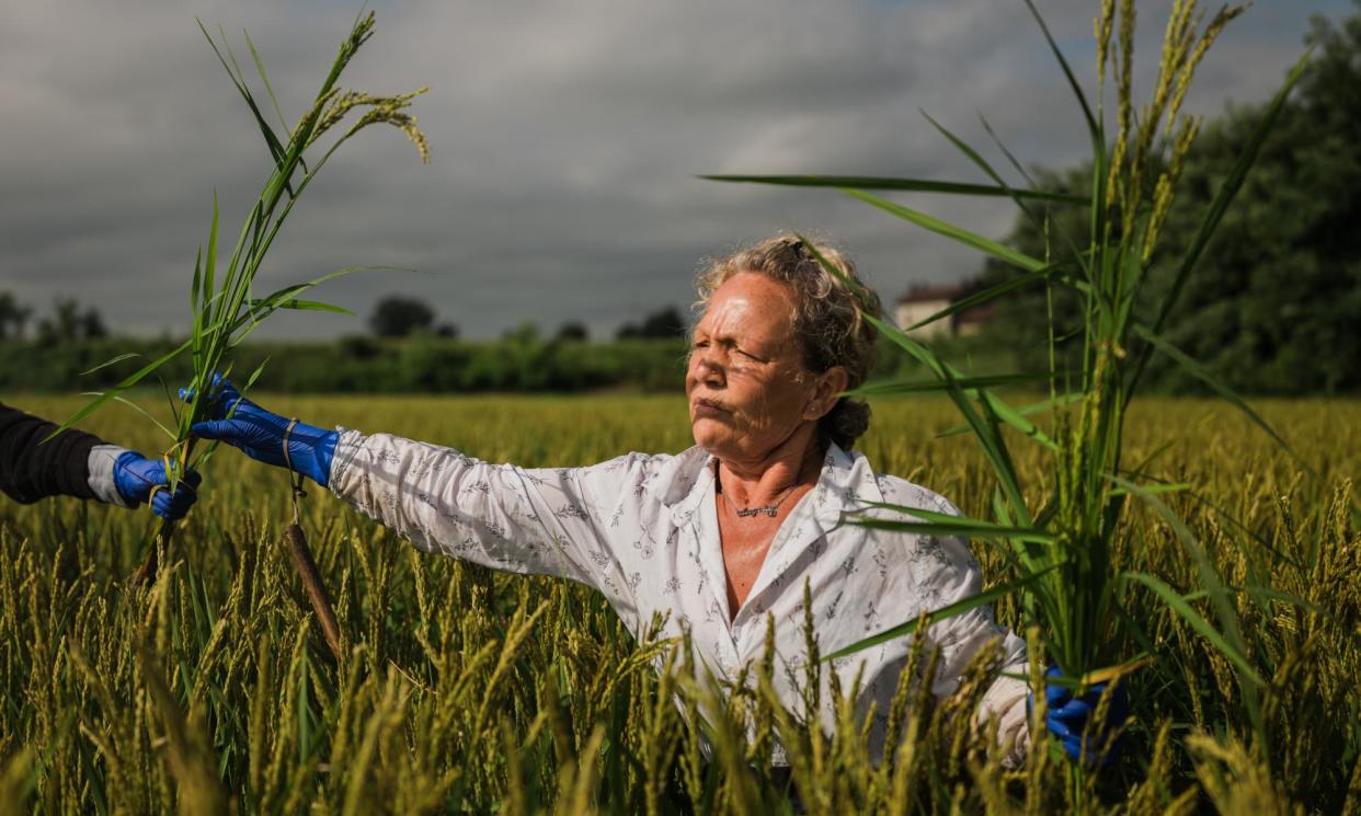 <span>A <em>mondina</em> – a seasonal female worker in the paddy fields – weeding the rice crop</span><span>Photograph: Marco Massa/The Guardian</span>