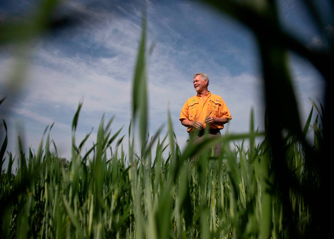 Regional agronomist Don Nicholson stands in a Revels Farms’ wheat field in Fuquay-Varina on April 13. Nicholson visits growing locations about once per week to monitor the health of crops.