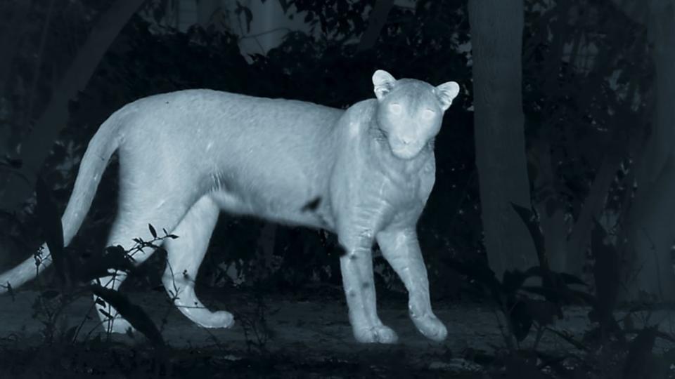 Night-vision captures a skulking street leopard in Mumbai. (BBC)