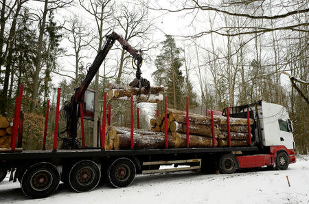 A truck is loaded with logged trees at one of the last primeval forests in Europe, Bialowieza forest, near Bialowieza village, Poland February 15, 2018. Picture taken February 15, 2018. REUTERS/Kacper Pempel