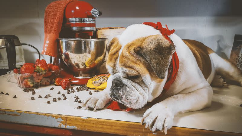 It’s National Cook for Your Pets Day — here are some dog and cat friendly meals.