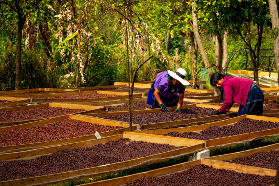 pequeños cafetaleros México