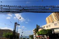 Birds sit on electricity cables in Tyre