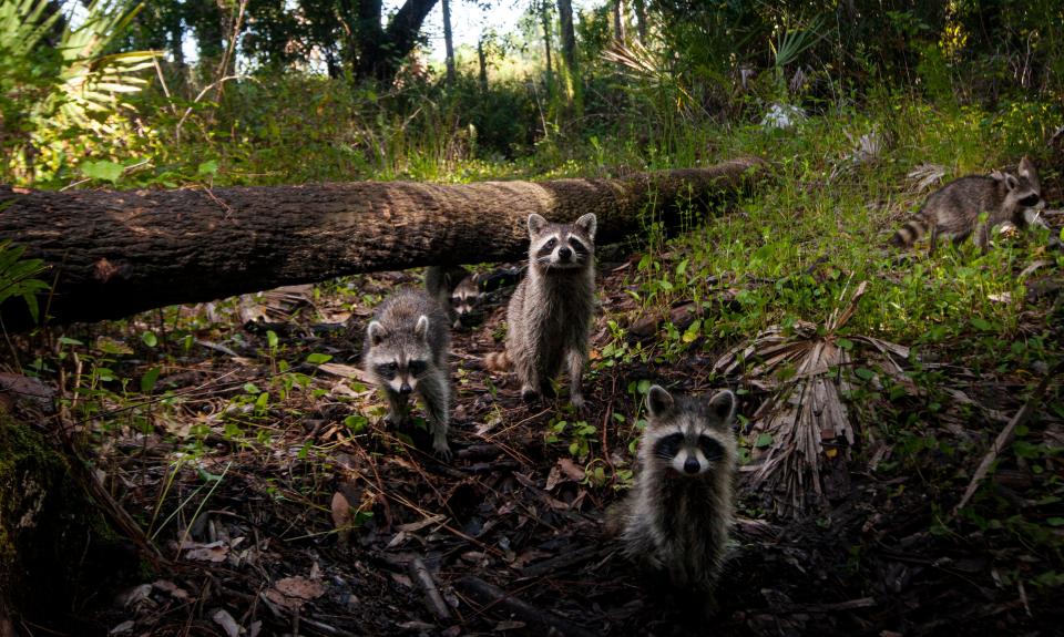 A family of raccoons stroll past a fallen tree at Corkscrew Regional Ecosystem Watershed in June of 2022. The image was photographed with a remote camera trap system set up by News-Press photographer Andrew West, who frequently captures wildlife images in Southwest Florida using his remote system.