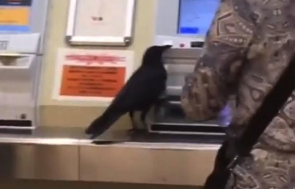 The sneaky bird steals a woman’s credit card who was trying to purchase her own ticket. Source: Kinoshita Shoji / Twitter