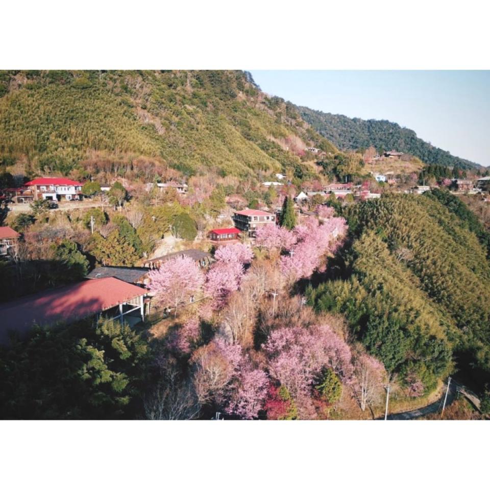 上帝部落司馬庫斯櫻花滿開，但進入必須申請通行證。（圖：司馬庫斯官網）