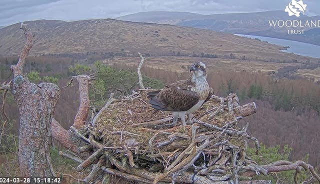 Louis the osprey