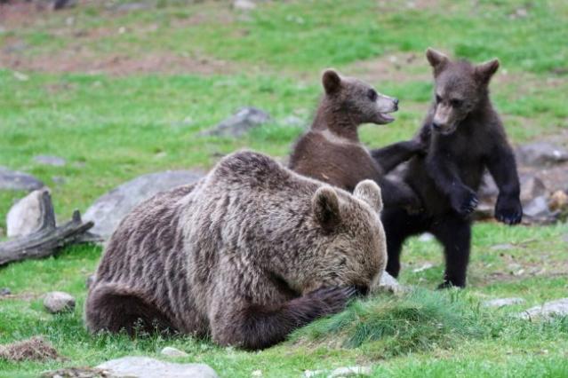 Découvrez les 16 animaux les plus drôles du Comedy Wildlife